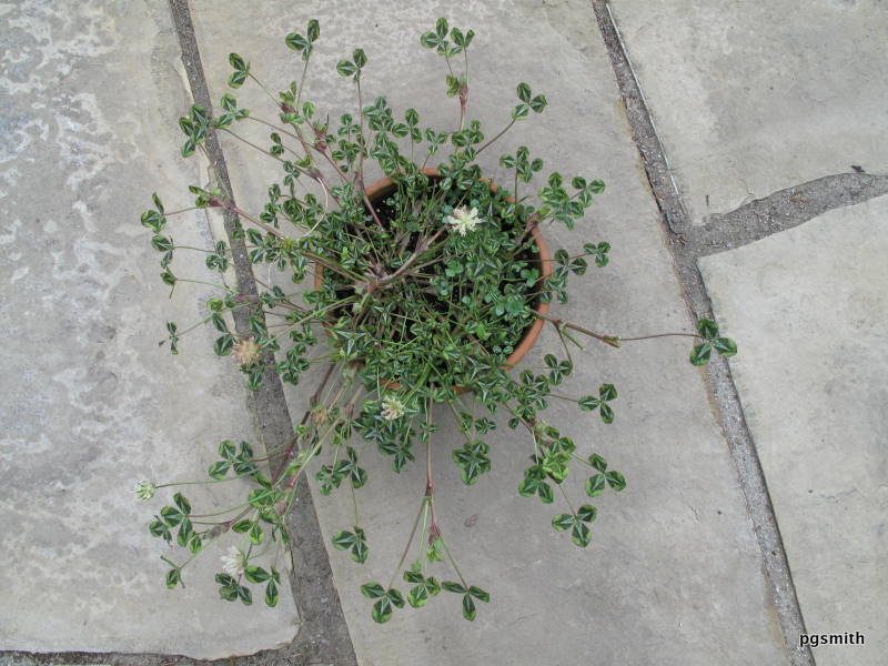 Trifolium fucatum, Bull Clover