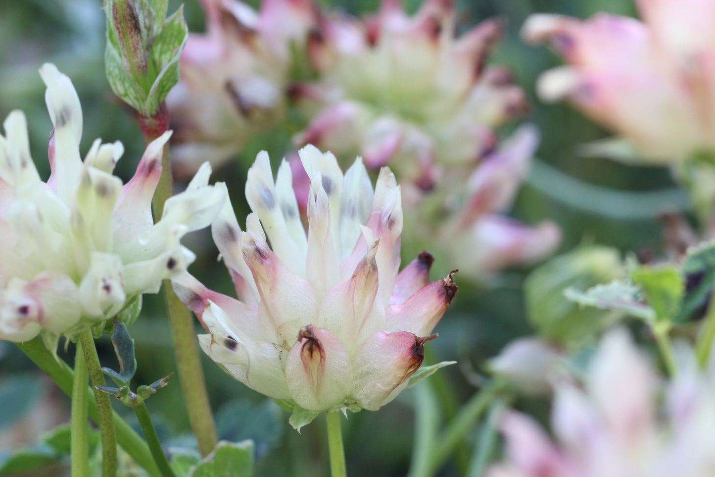 Trifolium fucatum, Bull Clover