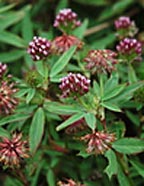 Trifolium gracilentum, Pinpoint Clover