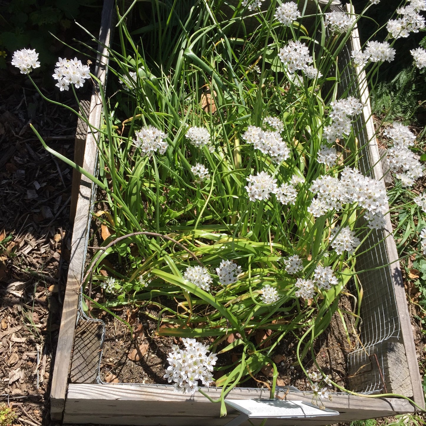 Triteleia hyacinthina, White Brodiaea