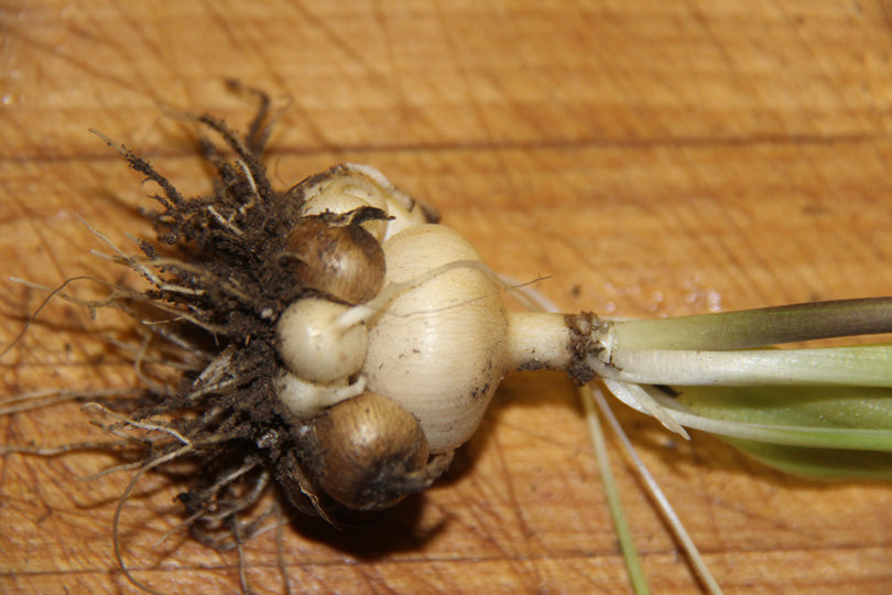 Native Bulb Combo