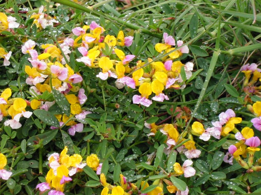 Hosackia gracilis, Coast Lotus