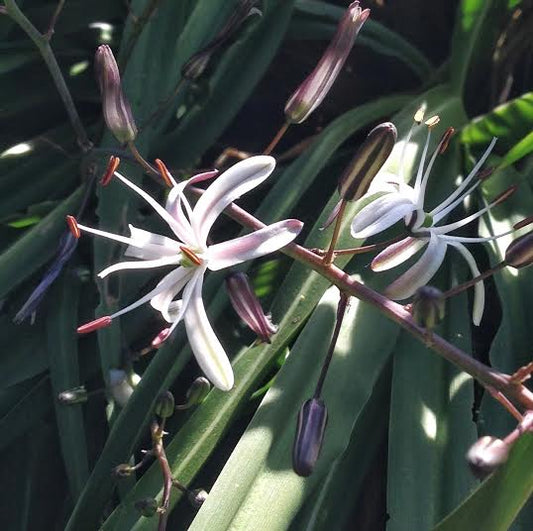 Chlorogalum pomeridianum, Amole, Soap Plant