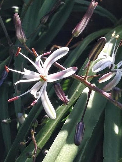 Chlorogalum pomeridianum, Amole, Soap Plant