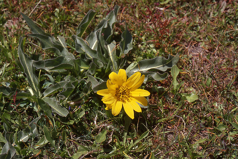 Wyethia angustifolia, Mule's Ear
