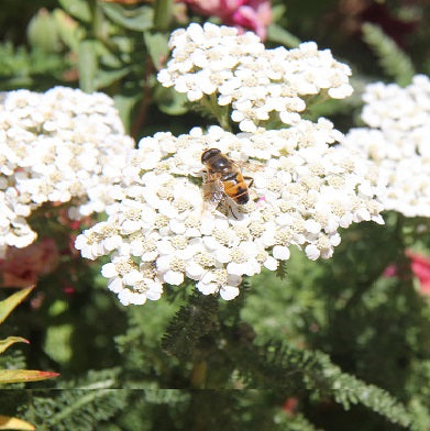 Achillea millefolium, White Yarrow