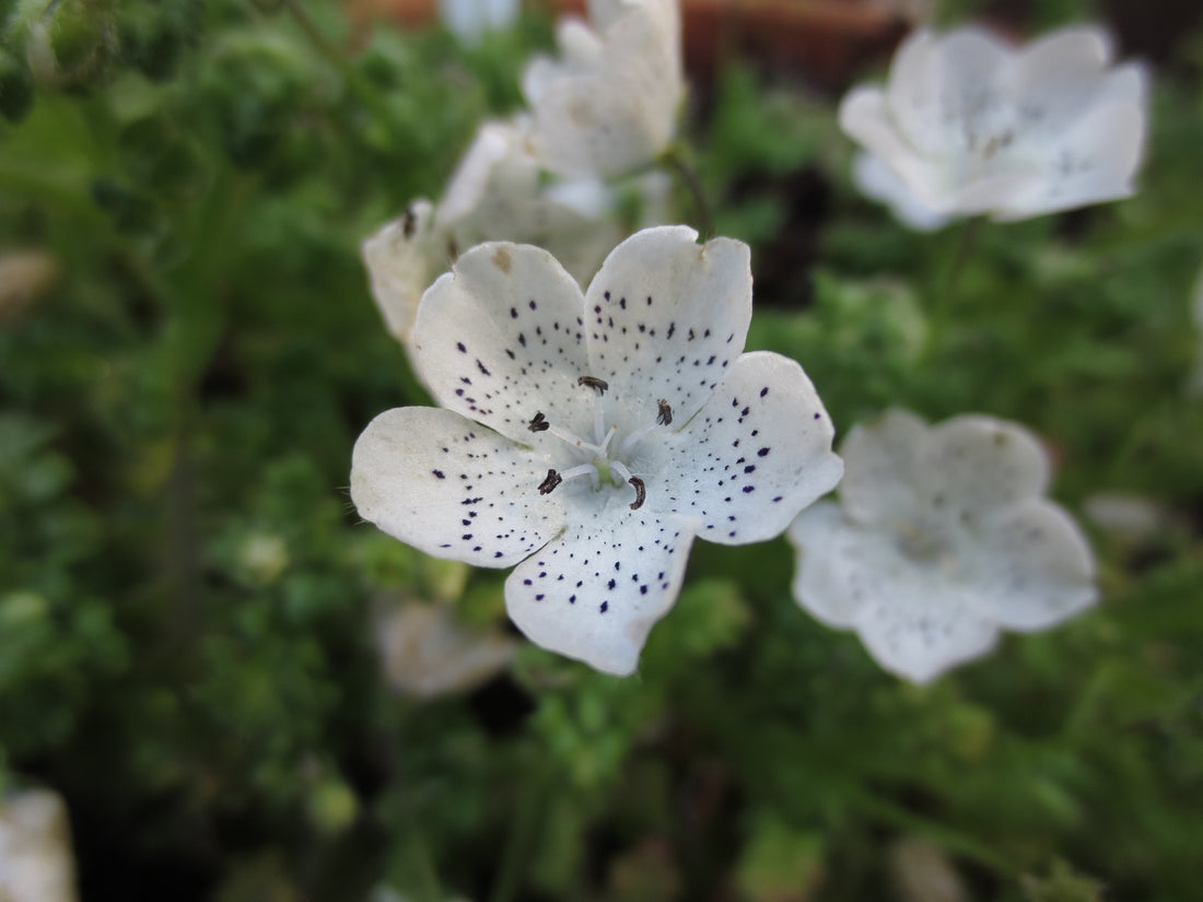 Wildflowers as Medicine; Baby-Blue-Eyes