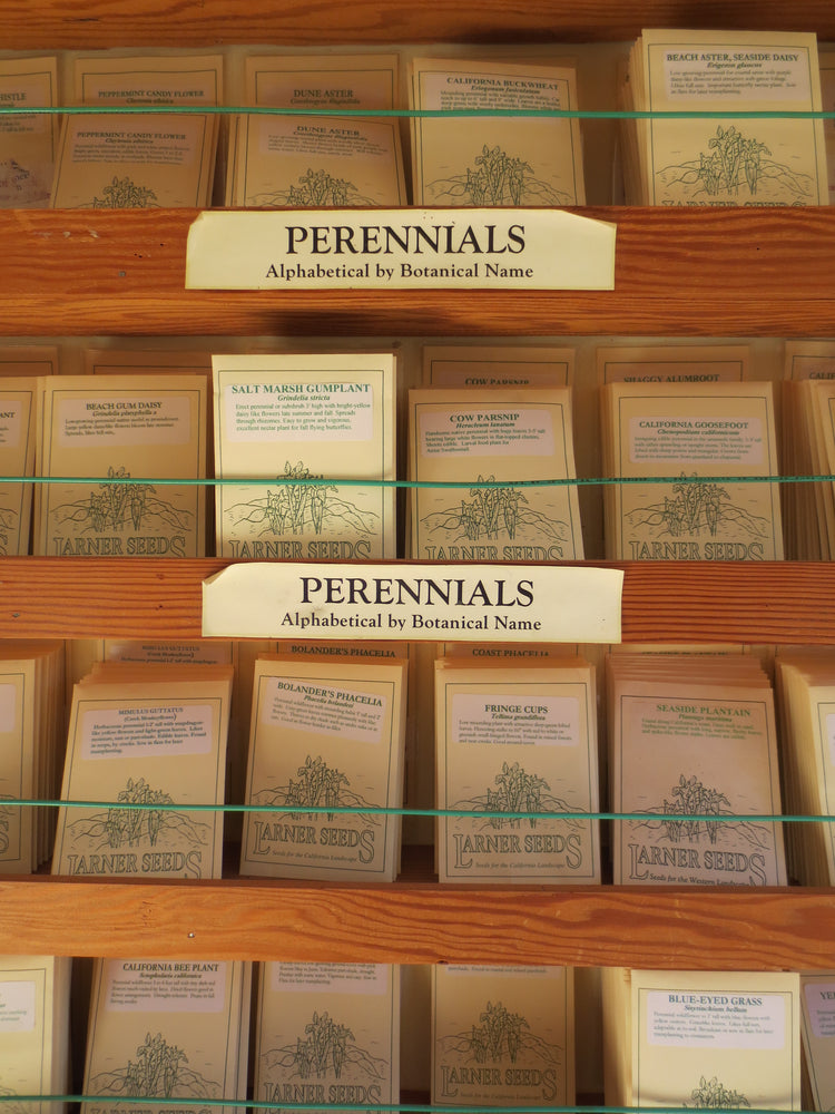 Perennial Wildflowers
