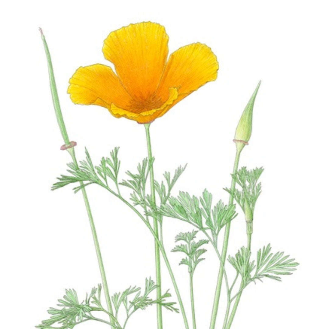 Notecards, Prints, and Stickers