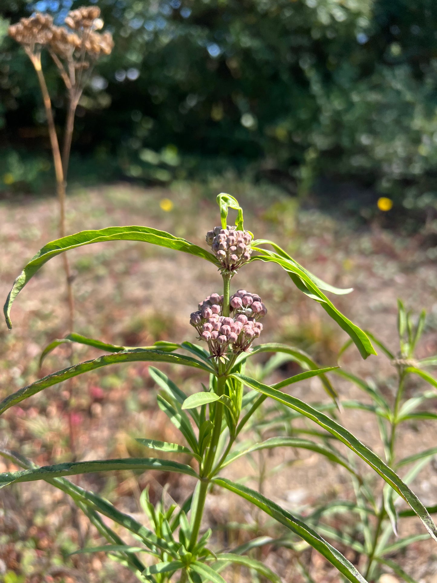 Asclepias fascicularis, Narrow-leaf Milkweed