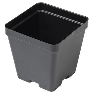 Nursery: 4" Potted Plant
