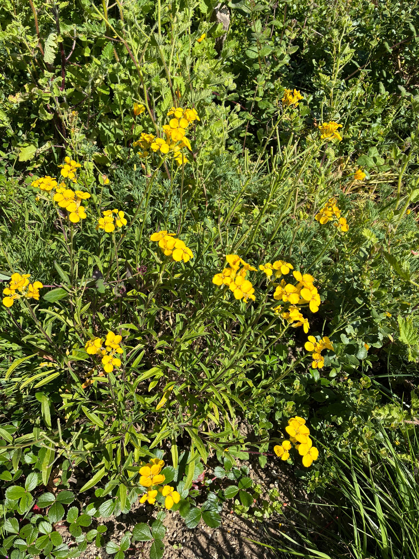 Erysimum franciscanum, San Francisco Wallflower
