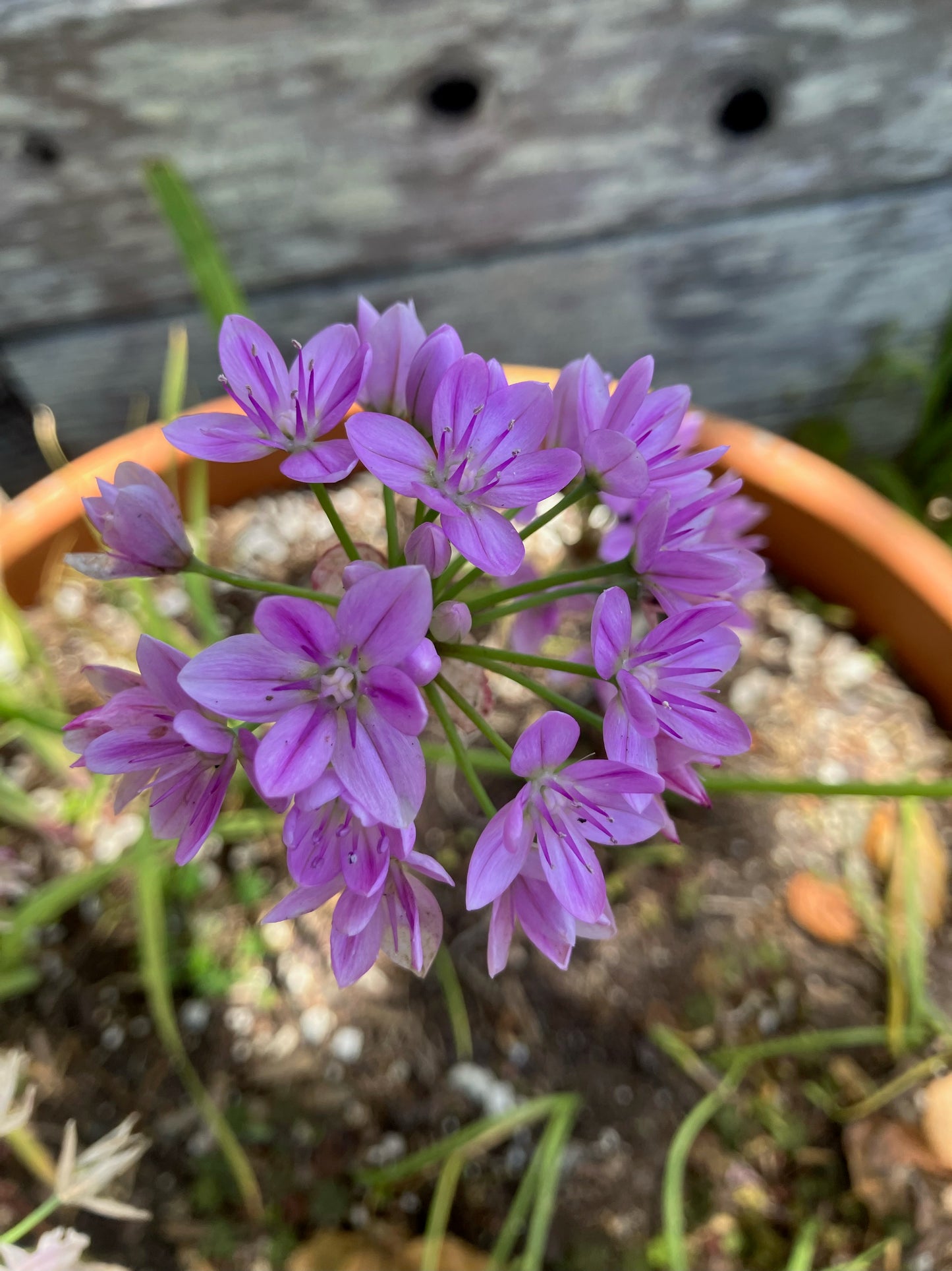 Allium unifolium, Single-leaf Onion, Blush Onion