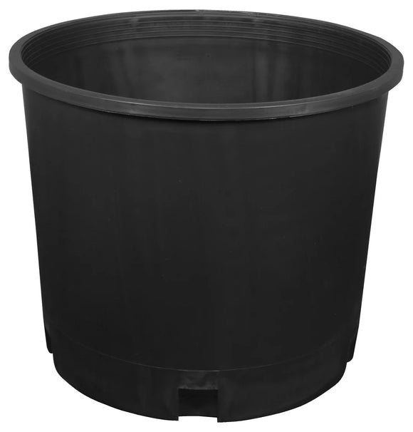 Nursery: 10 Gallon Potted Plant