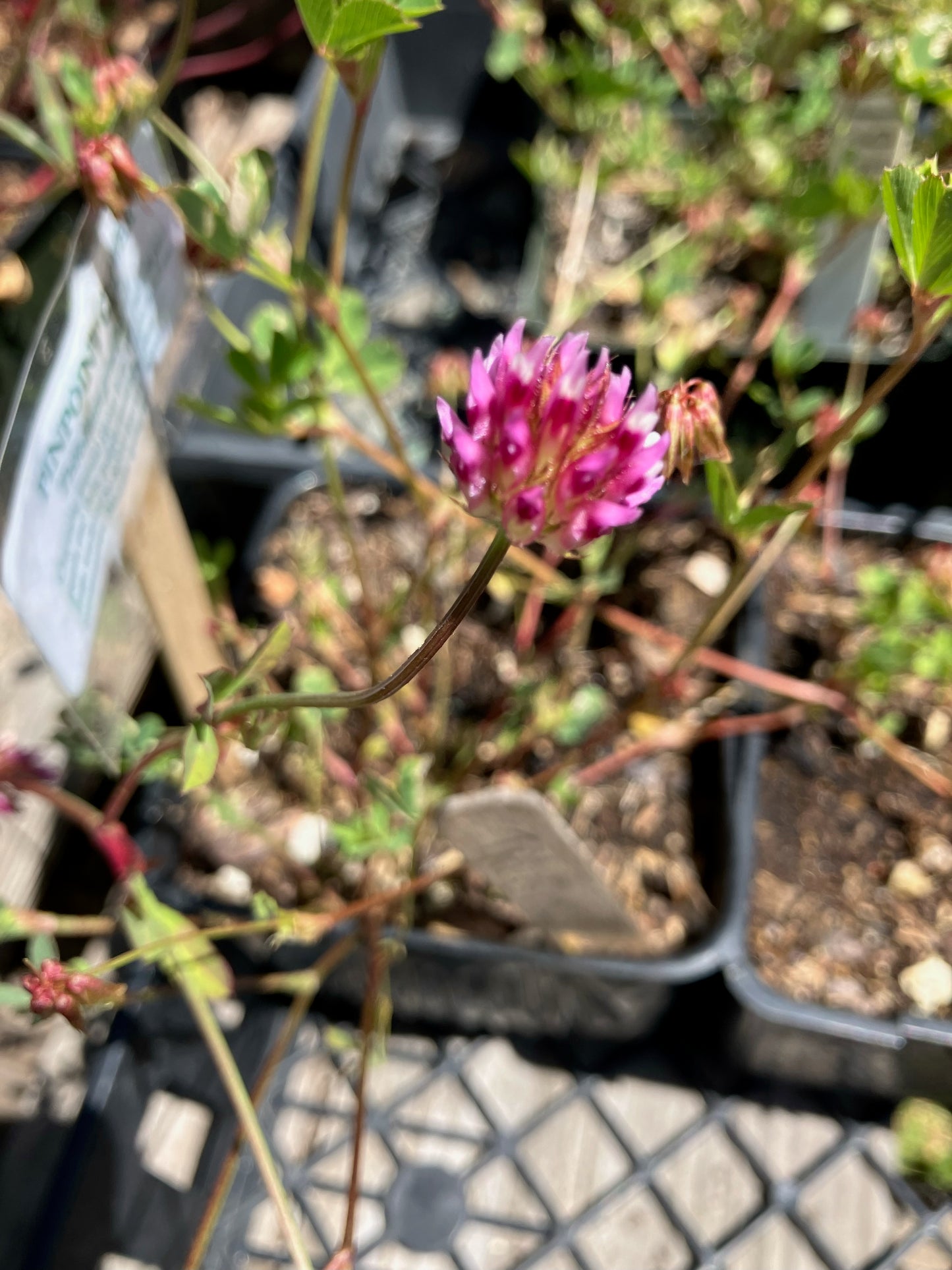 Trifolium gracilentum, Pinpoint Clover