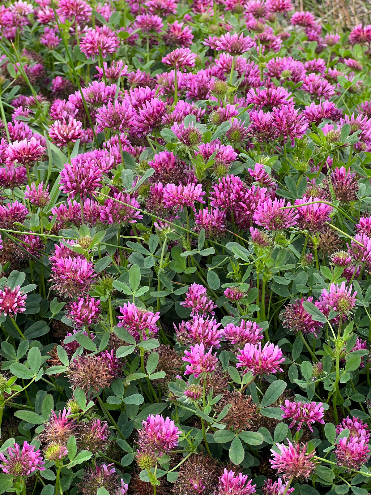Trifolium wormskioldii, Springbank Clover – Larner Seeds