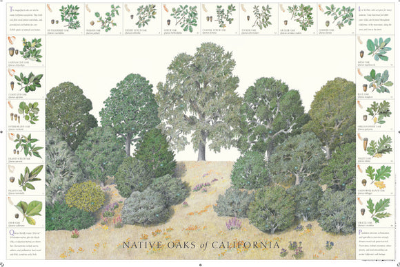Native Oaks of California Print