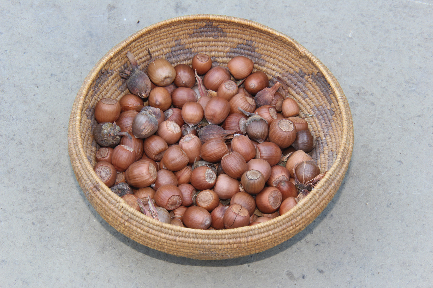 Corylus cornuta var. Californica, California Hazel-Nut