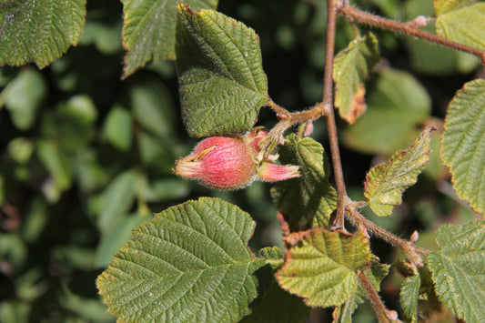 Corylus cornuta var. Californica, California Hazel-Nut