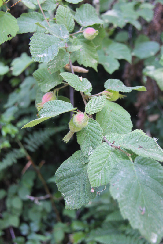 Corylus cornuta var. Californica, California Hazel-Nut