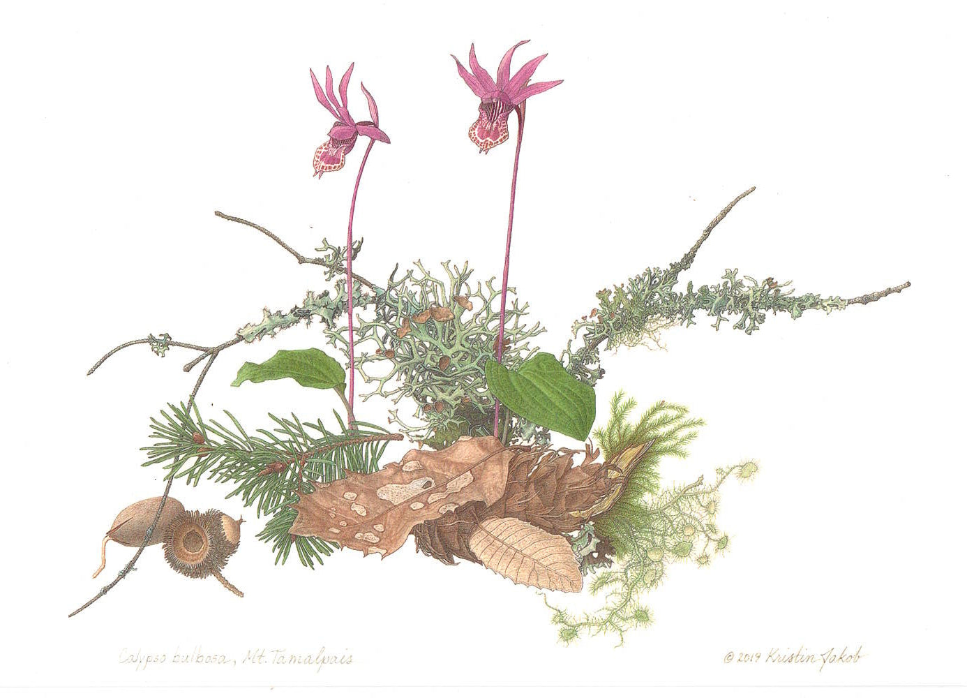 Calypso bulbs, Mt. Tamalpais Notecard by Kristin Jakob