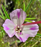 Clarkia purpurea ssp. quadrivulnera, Purple "Quarkia"