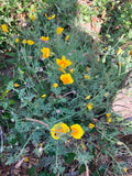 "THE PURIST'S FORM" Eschscholzia californica var. maritima, Coastal Poppy