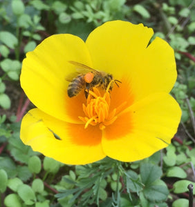 "THE PURIST'S FORM" Eschscholzia californica var. maritima, Coastal Poppy