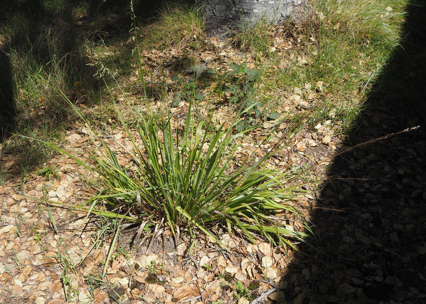 Anthoxanthum occidentale, CA Vanilla Grass