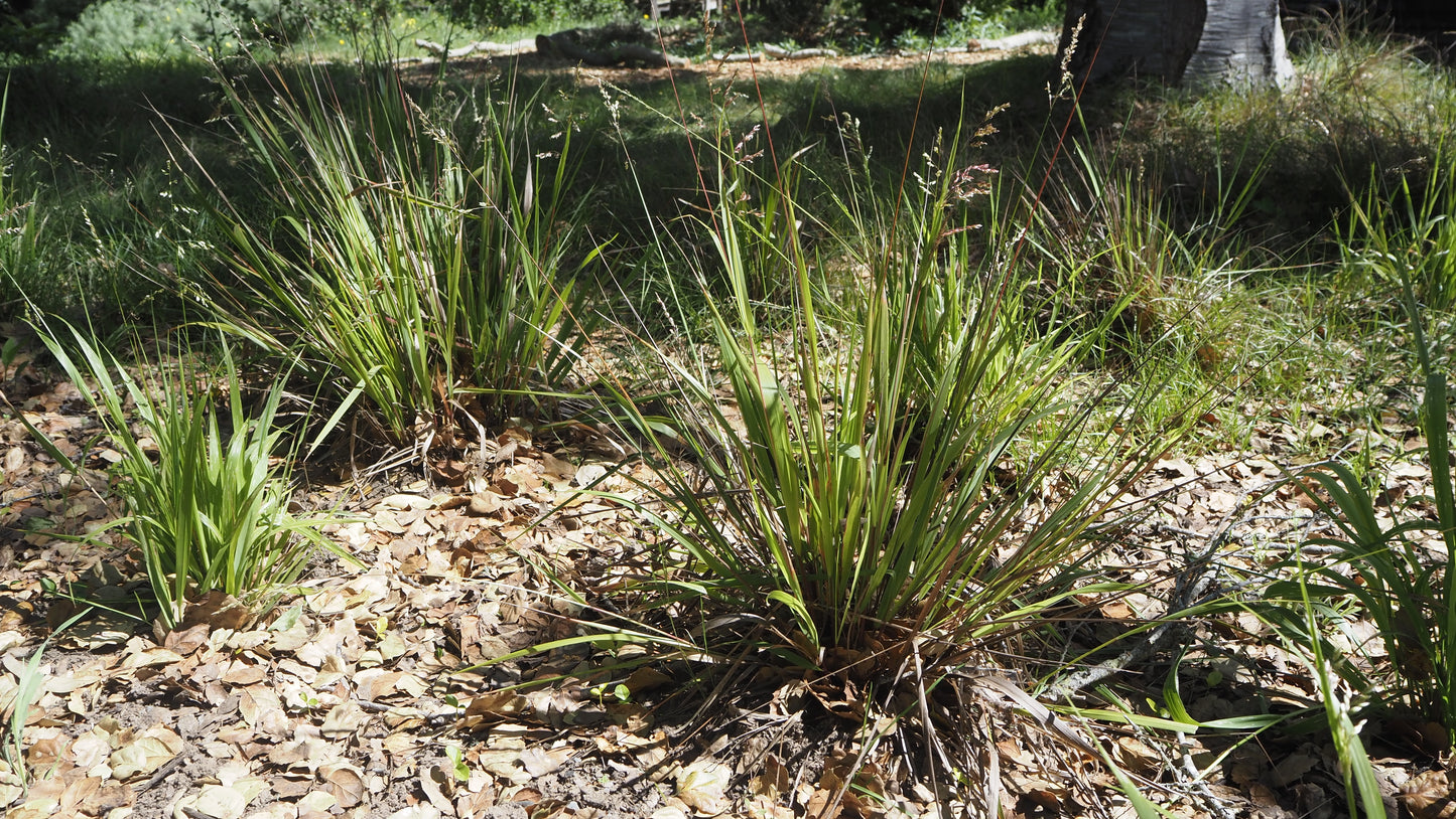 Anthoxanthum occidentale, CA Vanilla Grass