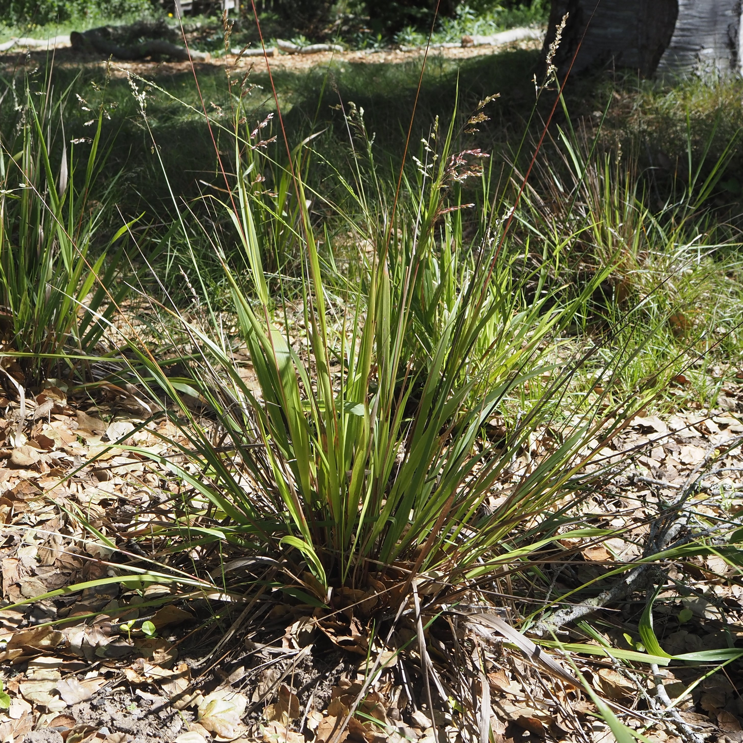 Anthoxanthum occidentale, CA Vanilla Grass