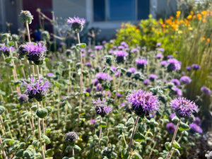 Monardella villosa, Coyote Mint (NEW!)