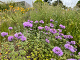 Monardella villosa, Coyote Mint (NEW!)