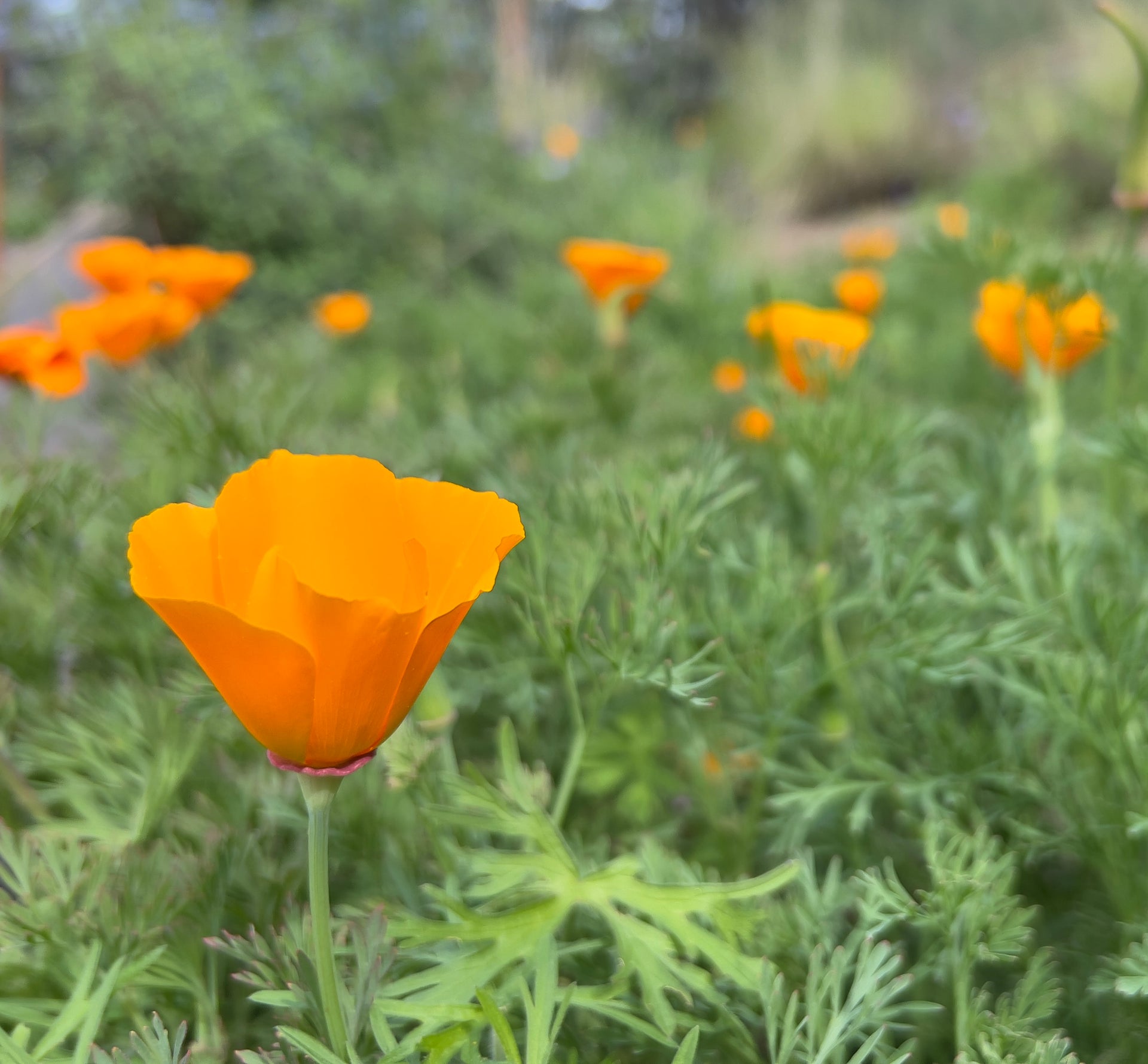 Eschscholzia californica, California Poppy – Larner Seeds