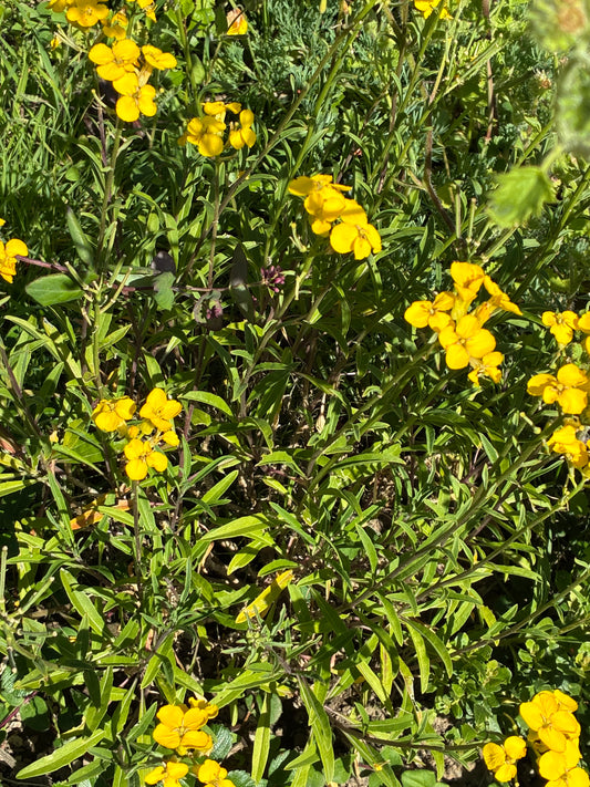 Erysimum franciscanum, San Francisco Wallflower
