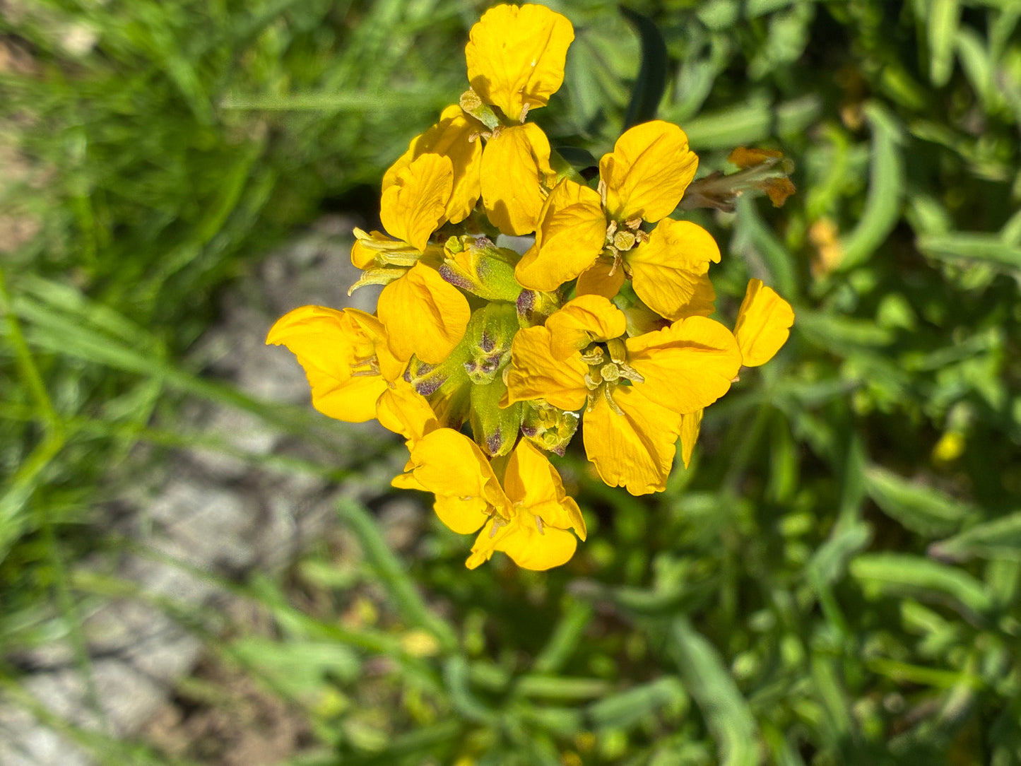 Erysimum franciscanum, San Francisco Wallflower