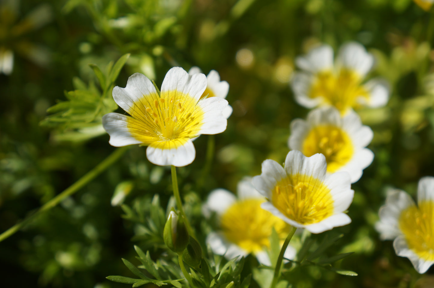 Limnanthes douglasii, Douglas Meadowfoam