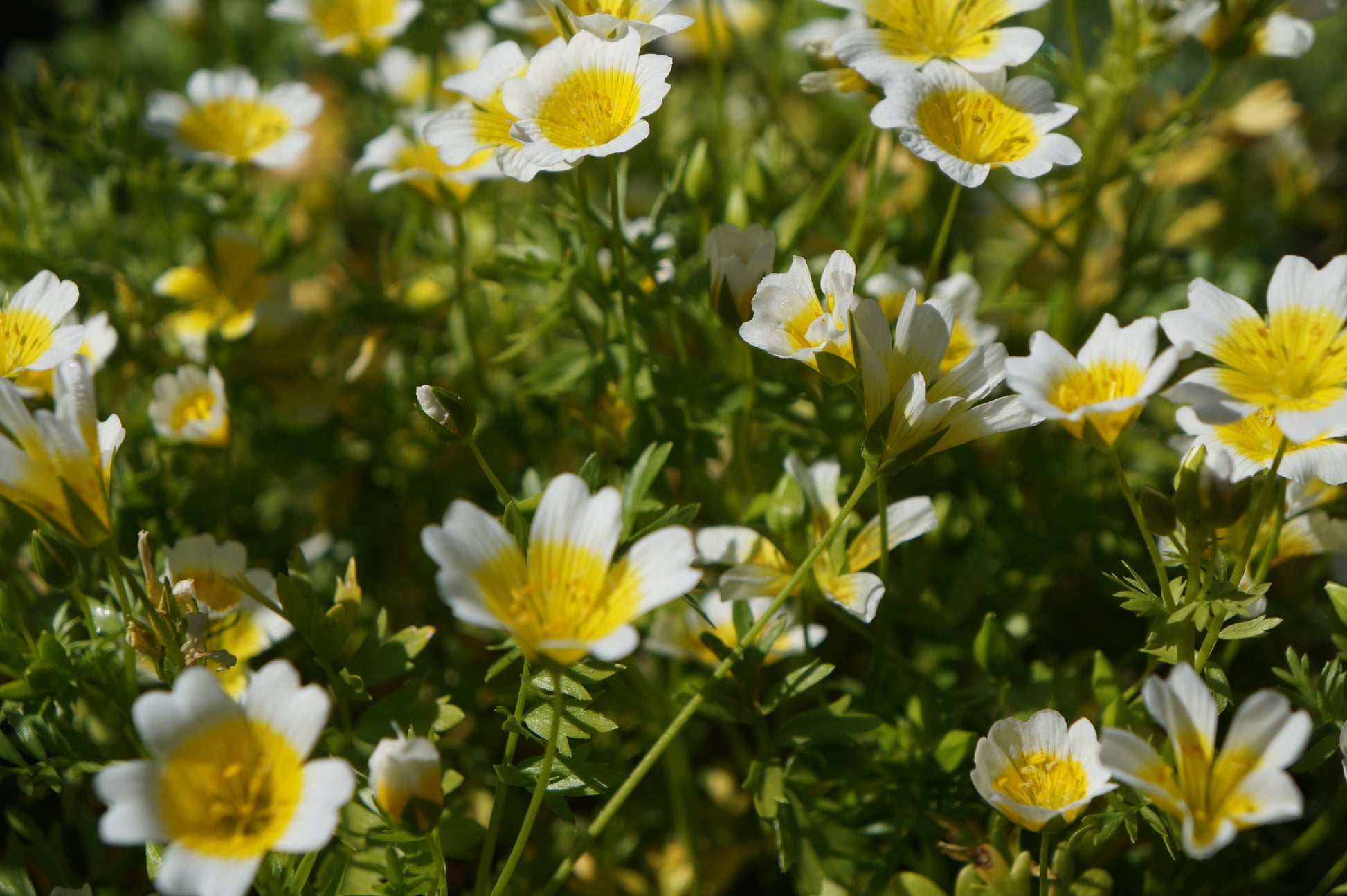 meadowfoam flower seeds Limnanthes douglasii, Douglas Meadowfoam – Larner Seeds