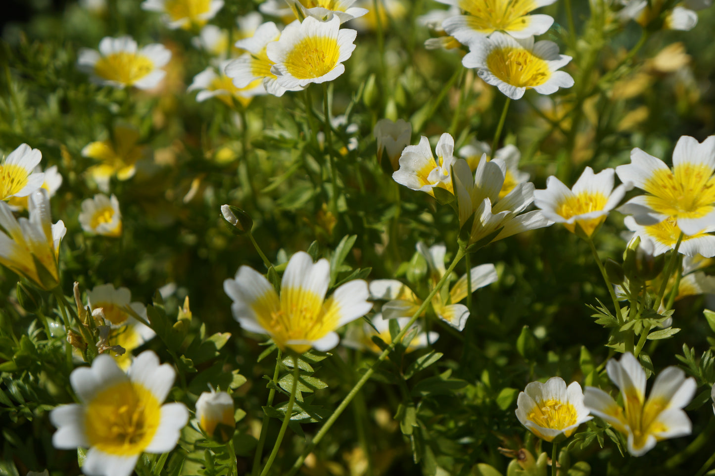 Limnanthes douglasii, Douglas Meadowfoam