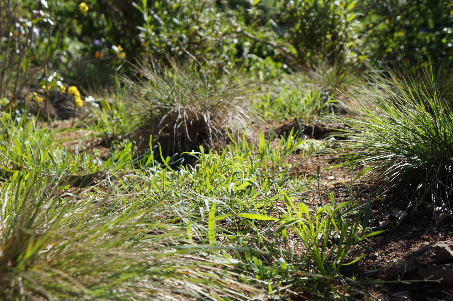 Calamagrostis foliosa, Leafy Reed Grass