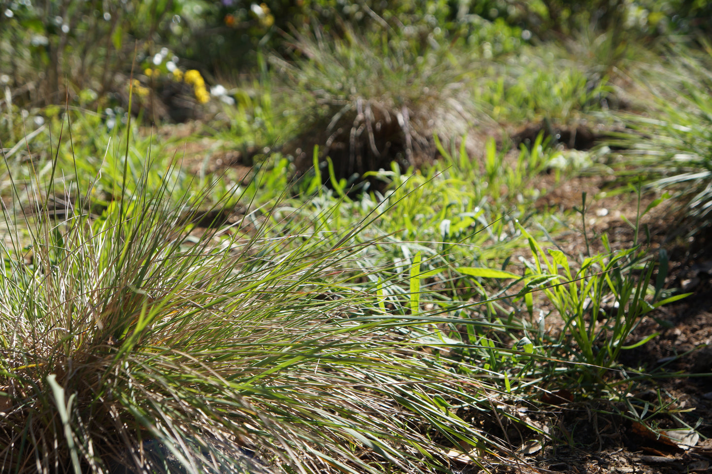 Calamagrostis foliosa, Leafy Reed Grass