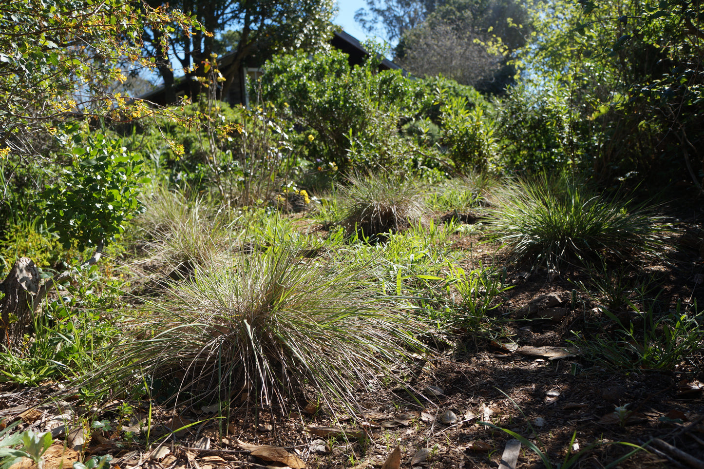 Calamagrostis foliosa, Leafy Reed Grass