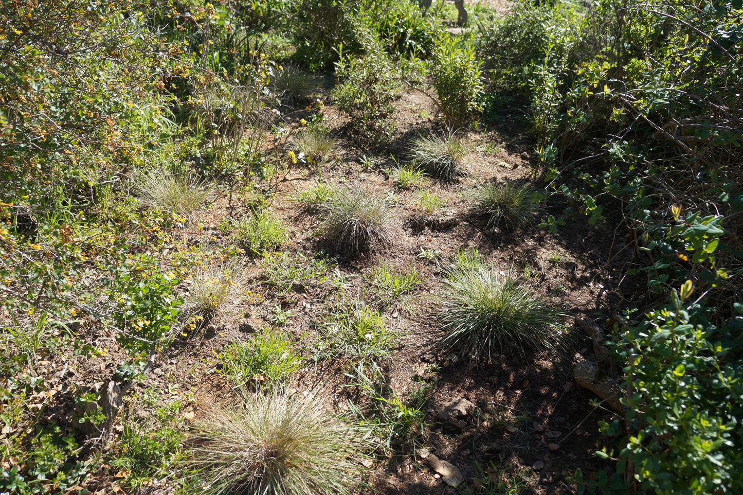 Calamagrostis foliosa, Leafy Reed Grass