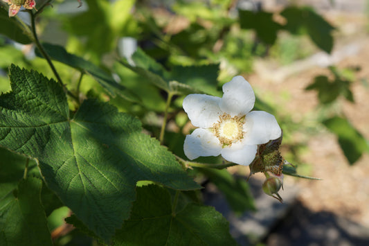 Rubus parviflorus, Thimbleberry
