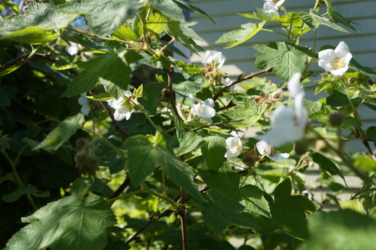 Rubus parviflorus, Thimbleberry