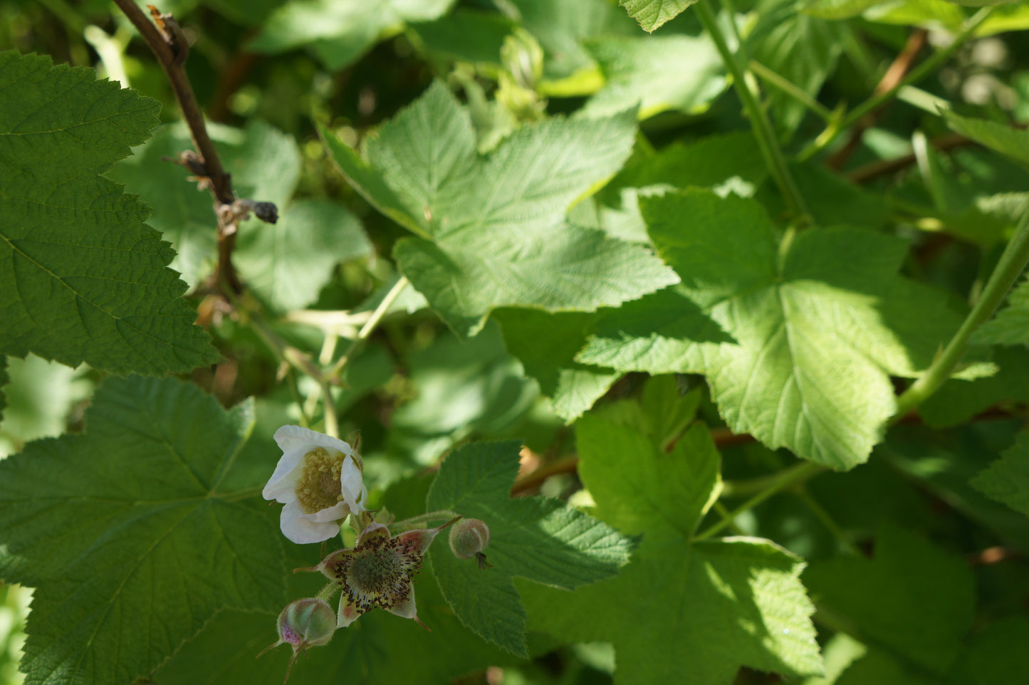Rubus parviflorus, Thimbleberry