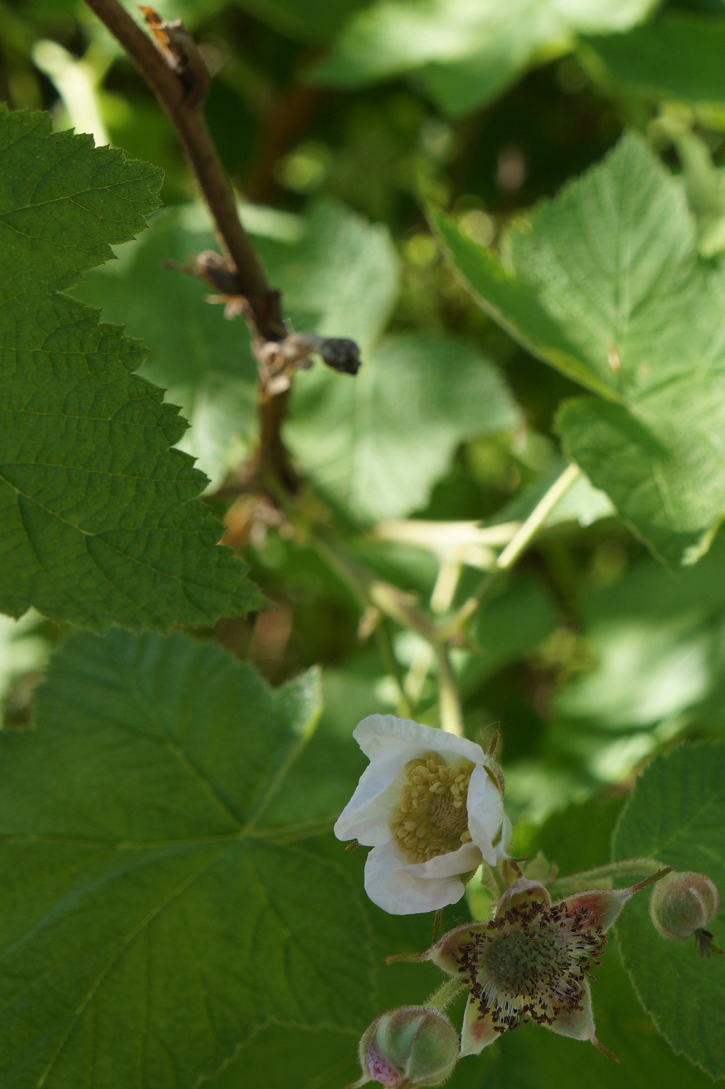 Rubus parviflorus, Thimbleberry
