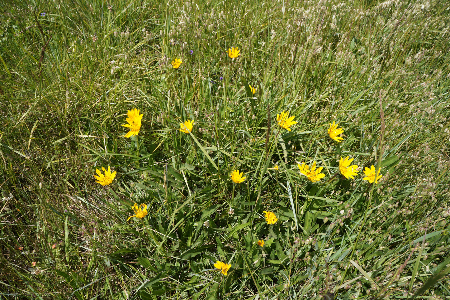 Wyethia angustifolia, Mule's Ear
