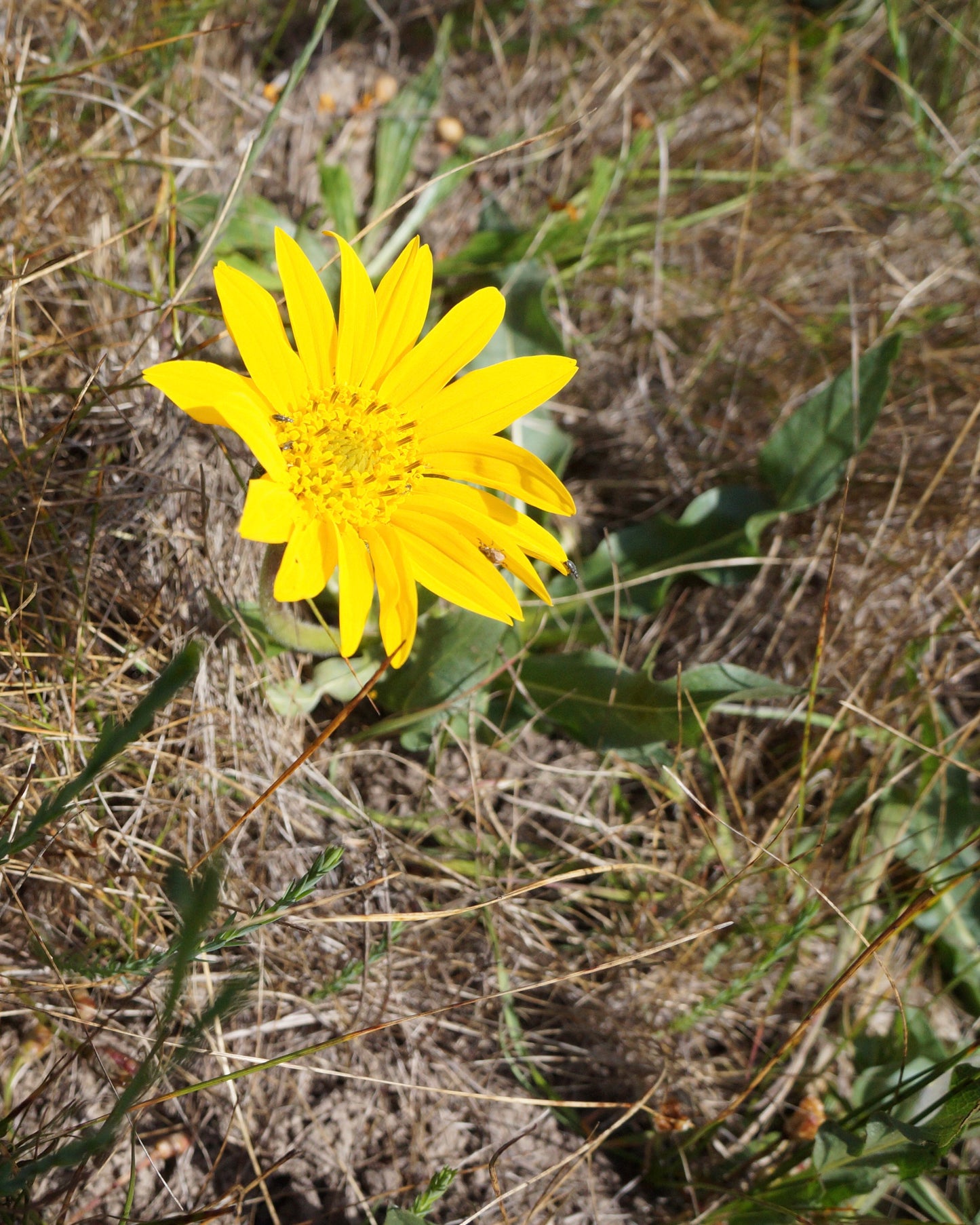 Wyethia angustifolia, Mule's Ear