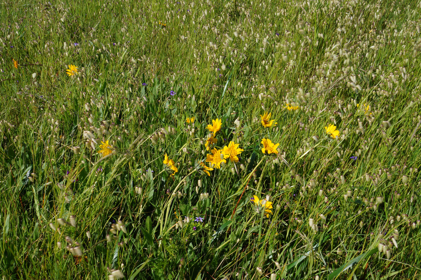 Wyethia angustifolia, Mule's Ear